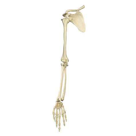 Free Skeleton Arm, Download Free Skeleton Arm png images, Free ClipArts ...