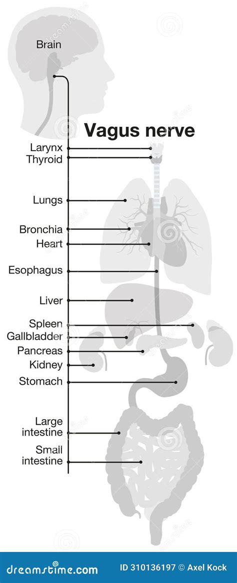 Vagus Nerve Part Of The Parasympathetic Nervous System Medically