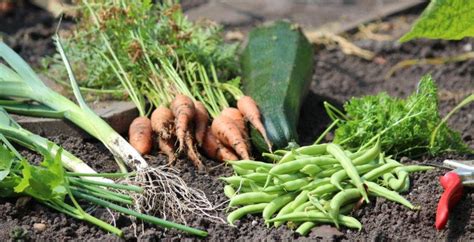 Groente En Bloemen Zaaien Tuinhappy Nl Tuinblogger Blogger Tuin