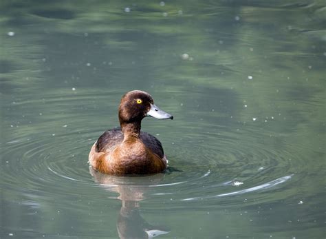duck common pochard  stock photo public domain pictures