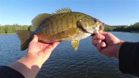 Fishing For Big Smallmouth Bass In Northern Minnesota Bass Manager