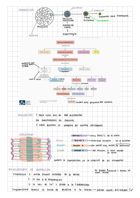 Solution Fisiolog A Del M Sculo Y Sistema Reproductor Studypool