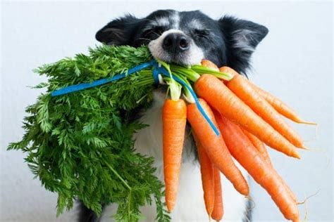 14 Vegetables Dogs Can Eat And May Just Love Dr Buzbys Toegrips