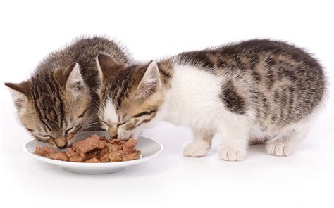 Best Organic Kitten Food - Reviews Of The Top Brands