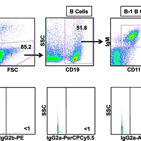 Gating Strategy For The Isolation Of B B Cells A Flow Cytometry