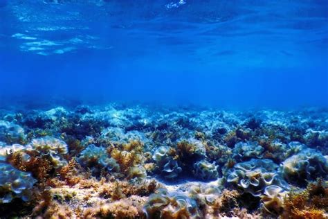 Arrecife De Paisaje Submarino Con Algas Fondo Azul Submarino Foto