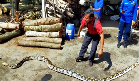 Warga Ponggok Blitar Geger Ular Piton Sepanjang Meter Berkeliaran Di