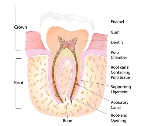 anatomy of the tooth root