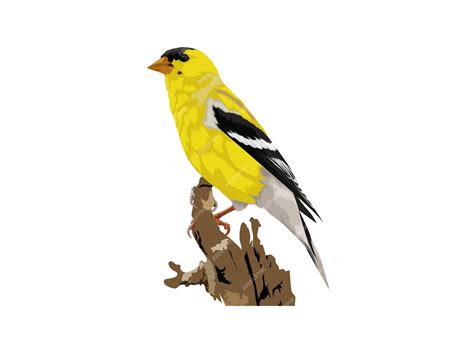 American Goldfinch Clipart Collection Free Goldfinch Bird Illustrations