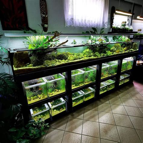 An Aquarium Filled With Lots Of Green Plants And Fish In It S Display Case