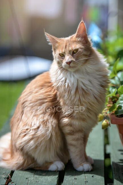 Retrato De Un Gato Maine Coon Sentado En Un Jard N Longitud Completa