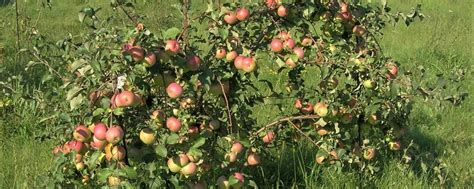 Саженцы Сибири | Саженцы из лучших питомников. 2025 | ВКонтакте