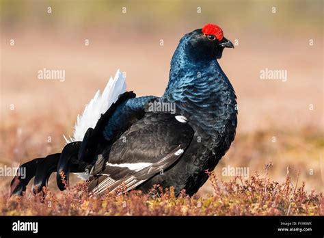 Male Black Grouse Lyrurus Tetrix Stock Photo Alamy