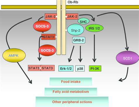 Schematic Representation Of The Main Signalling Pathways Activated By Download Scientific