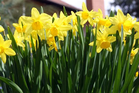 Pasen Bloemen Narcissen Gratis Foto Op Pixabay