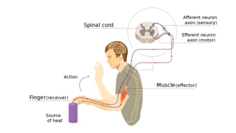 Flow Chart Of Reflex Arc