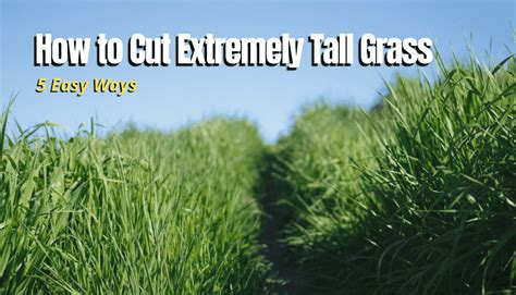 5 Ways To Cut Extremely Tall Grass The Backyard Pros