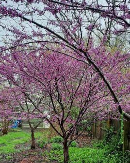 10+ Dwarf Redbud Tree Varieties – World of Garden Plants