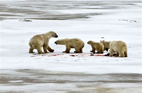 Female With Cubs Polarbearscience