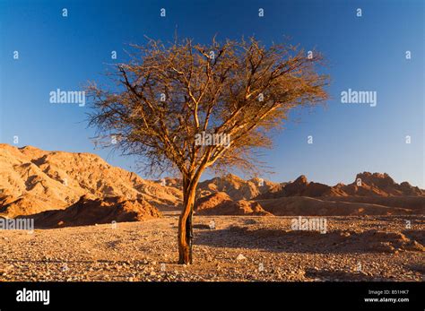 Nuweiba, Sinai, Egypt Stock Photo - Alamy