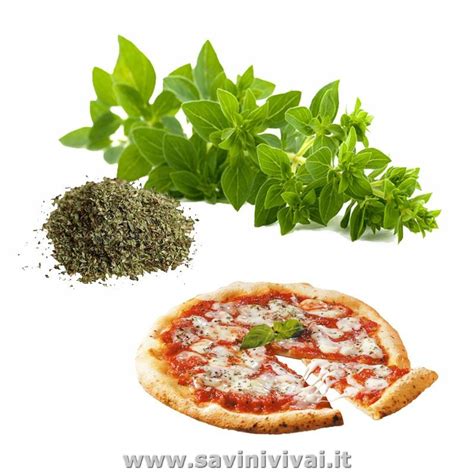 Vendita Piante Ed Erbe Aromatiche In Vaso Online Savini Vivai