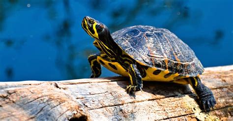 10 Types of Turtles in Florida - A-Z Animals