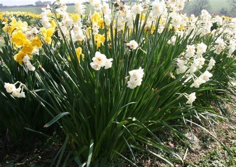 Narcissus (plant) - Alchetron, The Free Social Encyclopedia