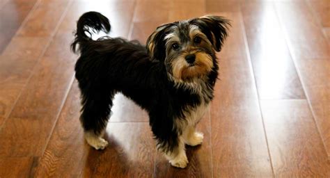 45+ Maltese And Yorkie Mix - l2sanpiero