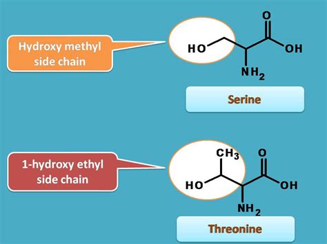 List Of Amino Acids How To Remember