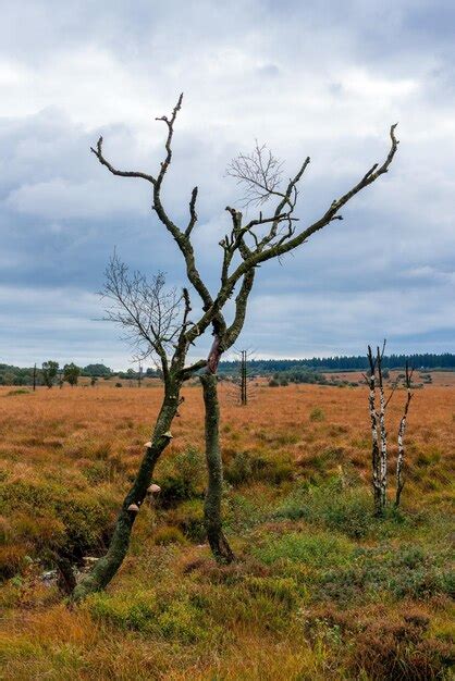 Premium Photo Bare Tree On Field Against Sky