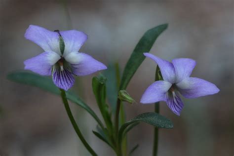 Viola arborescens Guájar alto Granada Lucas Gutiérrez Jiménez