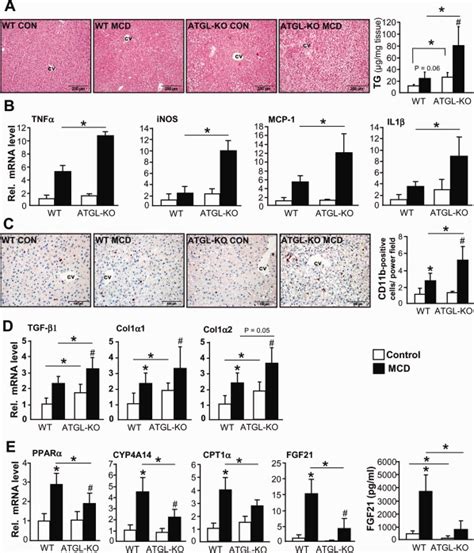 Genetic Ablation Of Atgl Aggravates Mcd Induced Nash And Causes Pparα