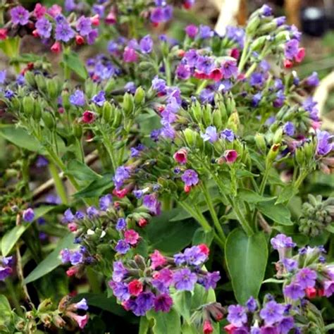 T D F Pulmonaria Officinalis Ssp Obscura Szem Kincsesliget