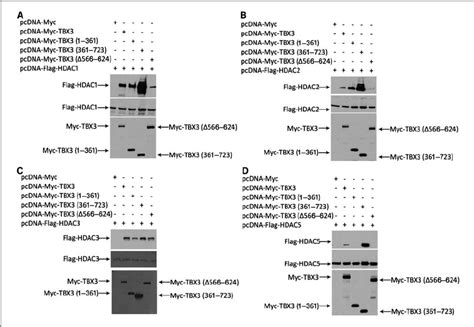 TBX3 Interacts With HDAC1 2 3 And 5 COS 7 Cells Were Cotransfected