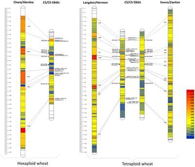 Frontiers Dissection Of Structural Reorganization Of Wheat B