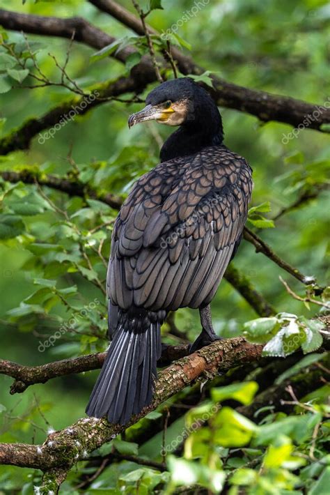 El gran cormorán Phalacrocorax carbo conocido como el gran cormorán