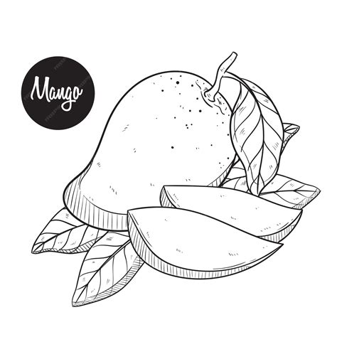 Premium Vector | Fresh mango sketch or hand drawing vector