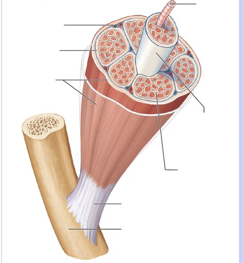 Anatomy Chapter 4 Test Diagram Quizlet