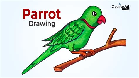 How To Draw A Green Parrot Step By Step - Infoupdate.org