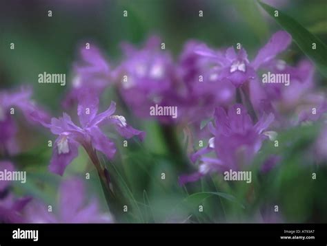 Small purple wildflower Crested Dwarf Iris Great Smoky Mountains National Park United States ...