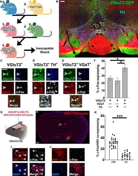 Vta Vglut Cell Types And Pathways Activated By Inescapable Stress A