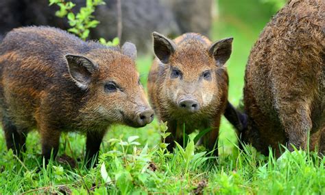 Sagra del cinghiale a Dugenta torna la festa con tante specialità ed