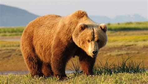 Oso Pardo: Características Y Hábitos De Un Animal En Peligro De Extinción