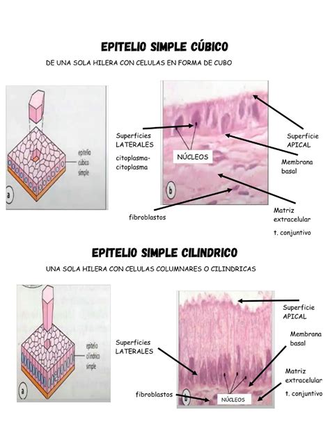 Solution Practica Tejido Epitelial Glandular Studypool The Best Porn