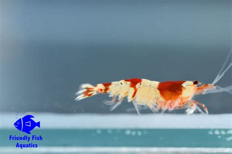 Crystal Shrimp For Sale In Harlow Friendly Fish Aquatics