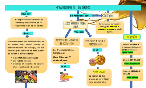 Mapa de Metabolismo de los lípidos Los triacilgliceroles se