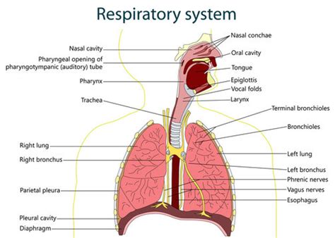 Respiratory System Labeled Diagram