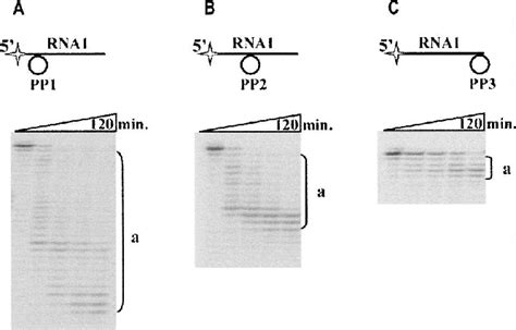 Figure 2 From Duality Of Polynucleotide Substrates For Phi29 Dna