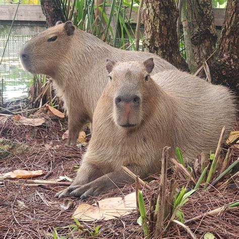 Gatorland Orlando General Admission: Fast Track Ticket