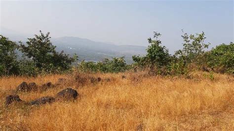 Agricultural Land Acre For Sale In Shrivardhan Raigad Rei